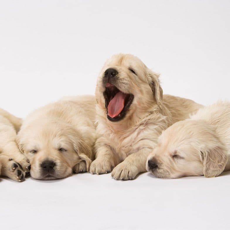 Tre golden retriever-valper hviler sammen.